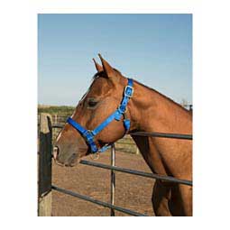 Nylon Horse Halter Blue - Item # 35434