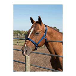 Nylon Horse Halter Navy - Item # 35434
