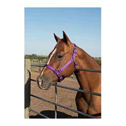 Nylon Horse Halter Purple - Item # 35434