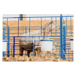 Wall Mount Lambing Pens 6 x 5 x 3 1/2 ft (3 ct) - Item # 35624