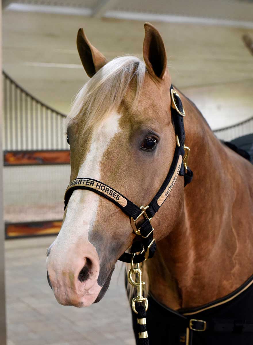 thumbnail image 2 of 3-Ply Diamond Print Nylon Horse Halter – Generic, One Size 2 of 4