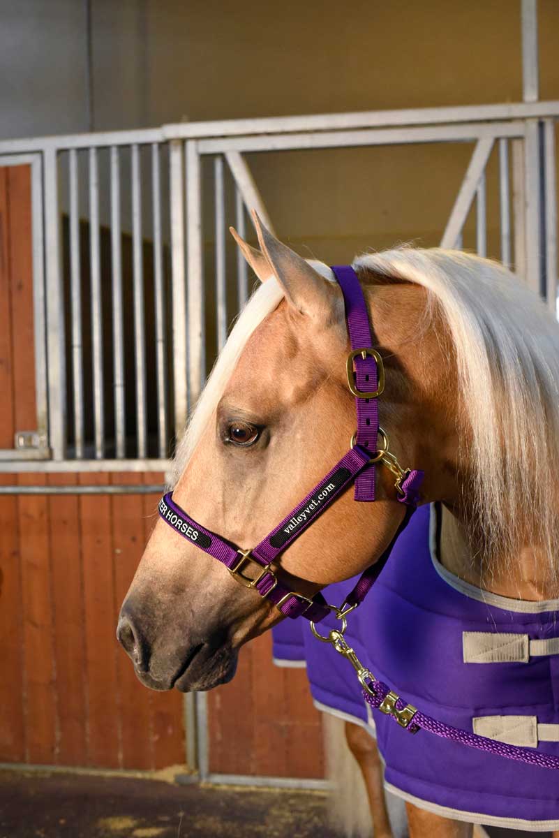 Personalized Horse Halter | Tack Supplies | Valley Vet Valley Vet