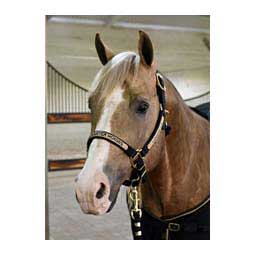 Nylon 1-in Horse Halter Black - Item # 36963