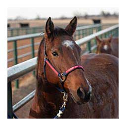 Nylon 1-in Horse Halter Navy - Item # 36963