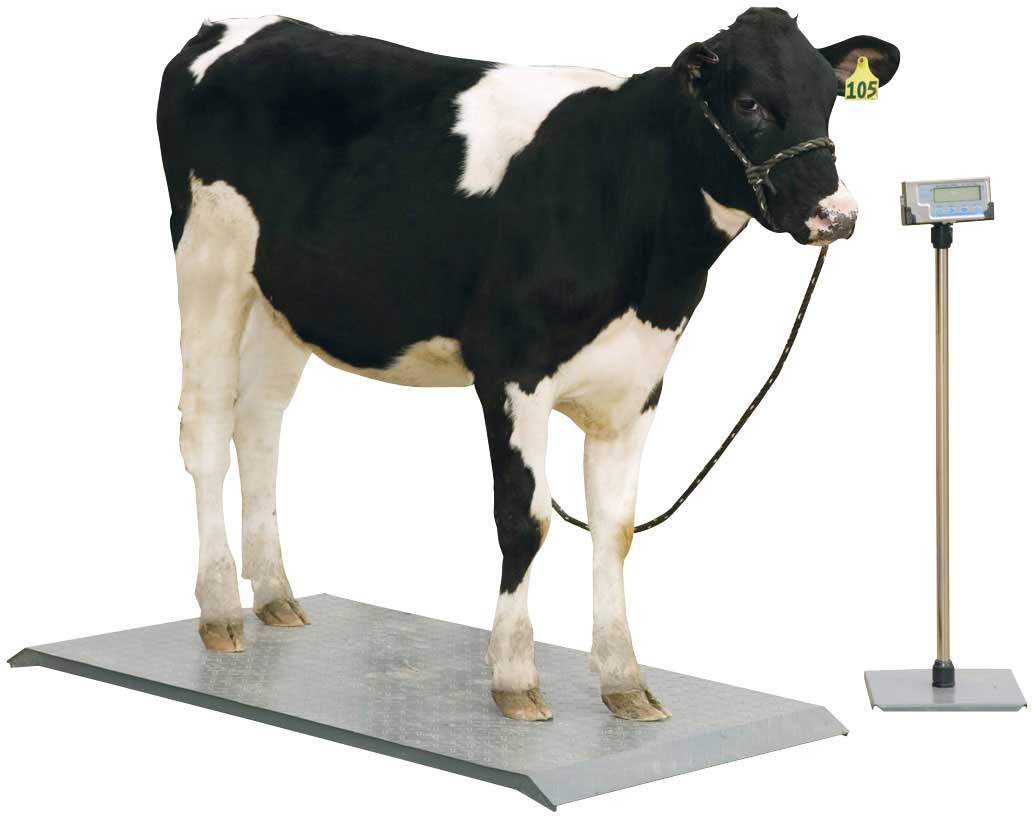 LC-VS400 - 400 LB 38 x 20 Veterinary Animal Digital Scale