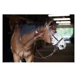 Beta-Bitless Horse Bridle Brown - Item # 38695