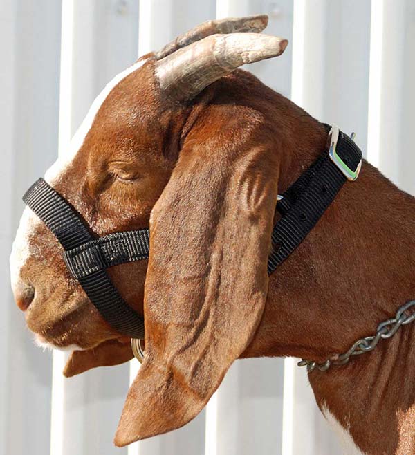 Valley Vet - Nylon Goat Halter Weaver Livestock - Halters Leads | Farm