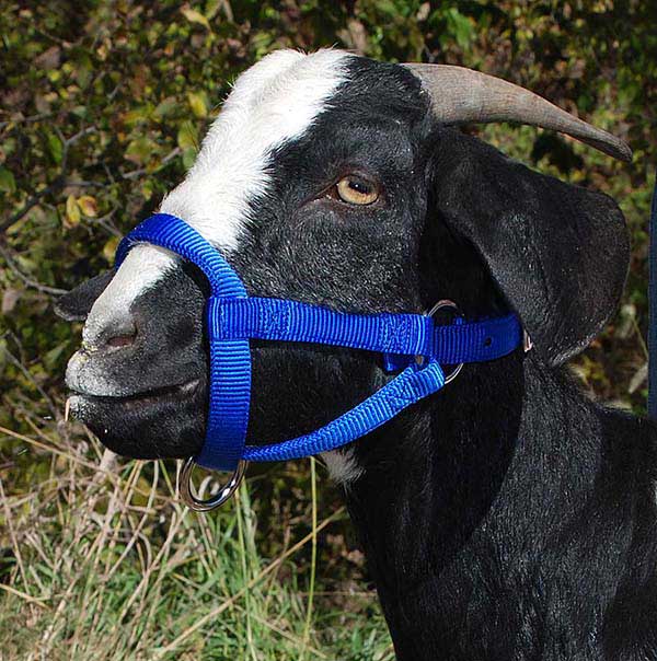 Valley Vet - Nylon Goat Halter Weaver Livestock - Halters Leads | Farm