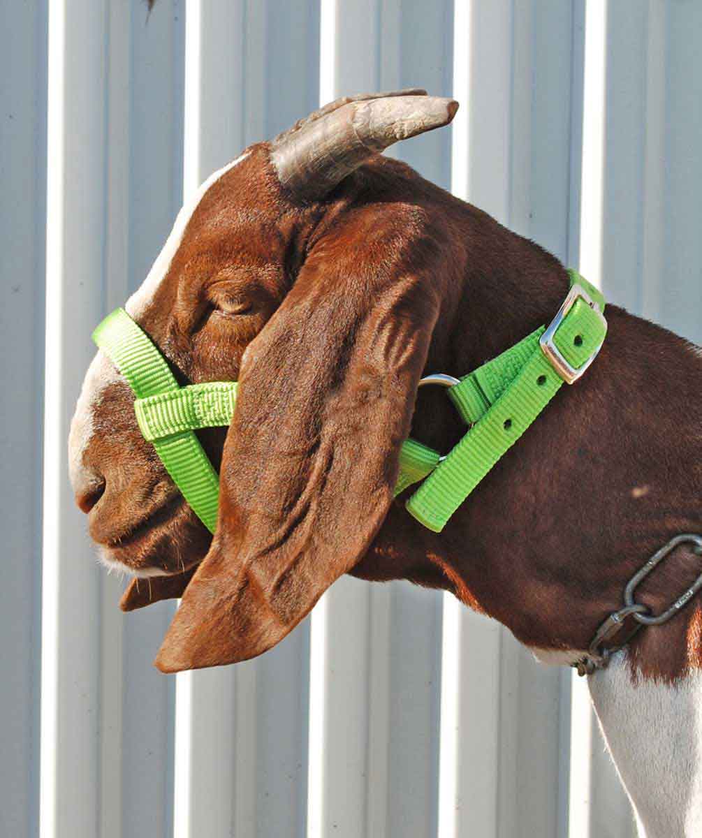 Nylon Goat Halter Weaver Livestock - Halters Leads | Farm