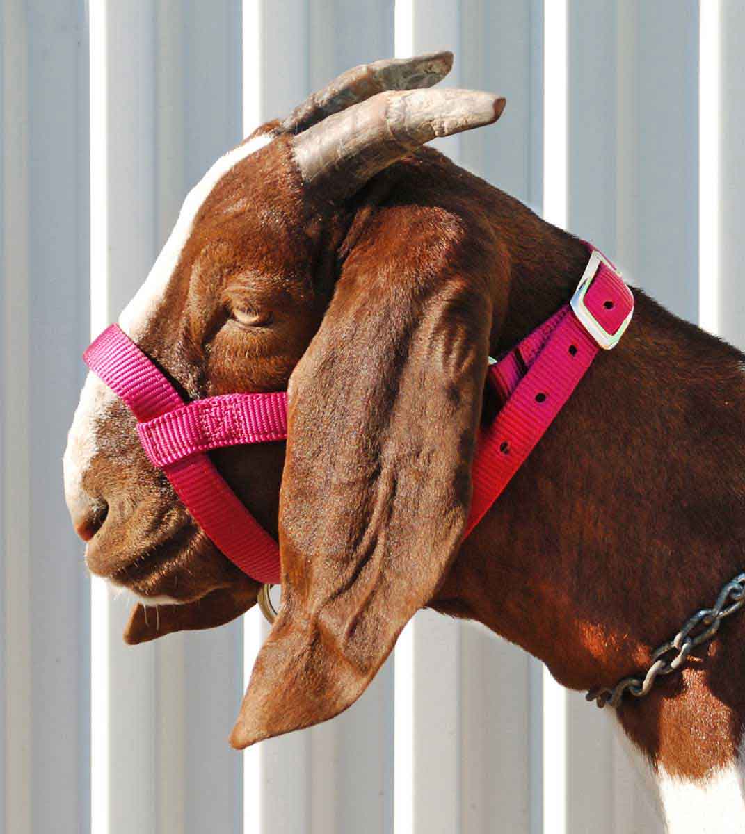 Nylon Goat Halter Weaver Livestock Halters, Collars Leads Show Goat