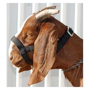 Nylon Goat Halter Black Doe - Item # 40248