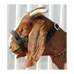 Nylon Goat Halter Black Doe - Item # 40248