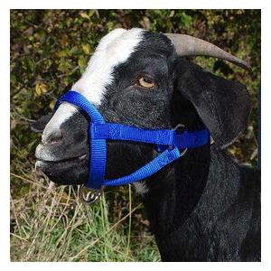 Nylon Goat Halter Blue Doe - Item # 40248