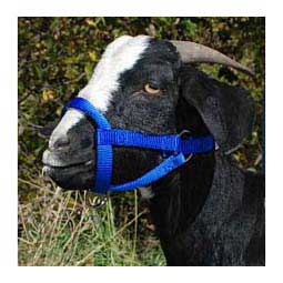 Nylon Goat Halter Blue Doe - Item # 40248