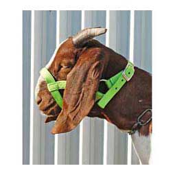 Nylon Goat Halter Lime Zest Doe - Item # 40248