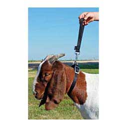Nylon Goat Leads Black 8 in loop (10 in overall) - Item # 40251