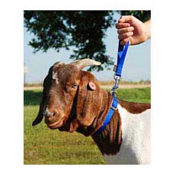 Nylon Goat Leads Blue 8 in loop (10 in overall) - Item # 40251