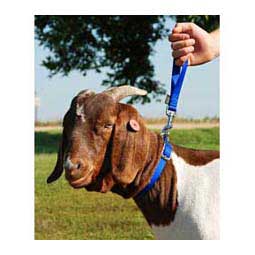 Nylon Goat Leads Blue 8'' loop (10'' overall) - Item # 40251