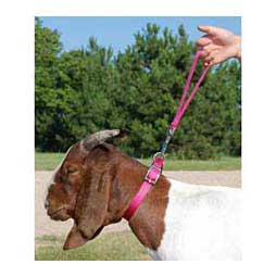 Nylon Goat Leads Pink Fusion 8'' loop (10'' overall) - Item # 40251