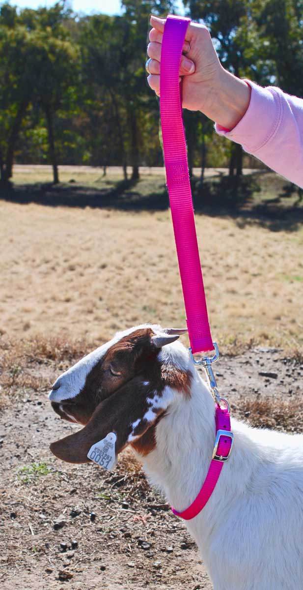 Nylon Goat Collar Weaver Livestock Halters, Collars Leads Show Goat