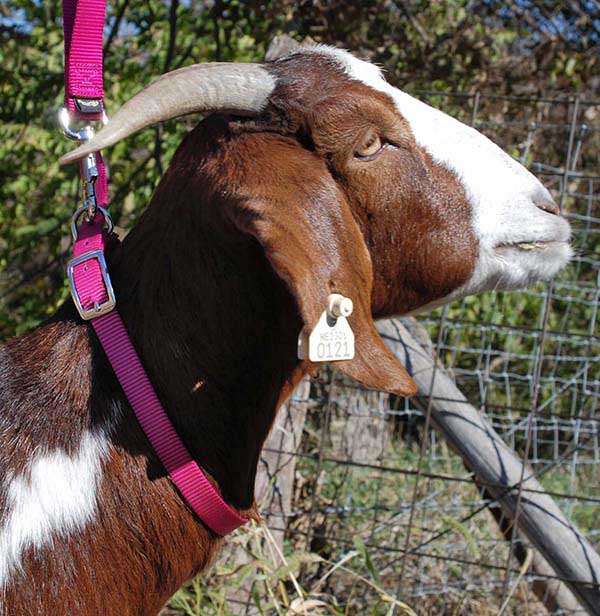 Weaver Leather NYLON Training Show Barn Goat Collar 17" or 26" Leash 8" 12" 
