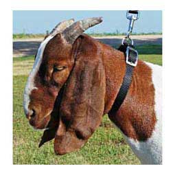 Nylon Goat Collar Black Doe (3/4'' x 22 - 24'') - Item # 40257