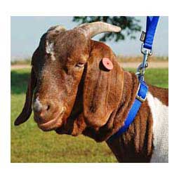 Nylon Goat Collar Blue Doe (3/4 x 22-24 in) - Item # 40257
