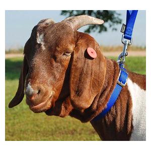 Nylon Goat Collar Blue Doe (3/4 x 22-24 in) - Item # 40257