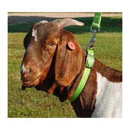 Nylon Goat Collar Lime Zest Doe (3/4'' x 22 - 24'') - Item # 40257