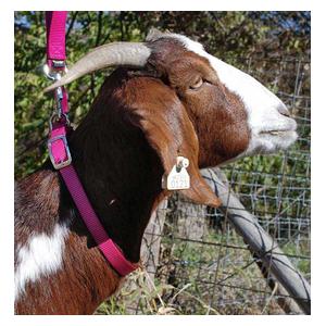 Nylon Goat Collar Pink Fusion Doe (3/4 x 22-24 in) - Item # 40257