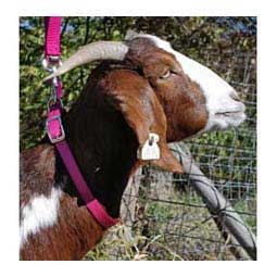 Nylon Goat Collar Pink Fusion Doe (3/4'' x 22 - 24'') - Item # 40257