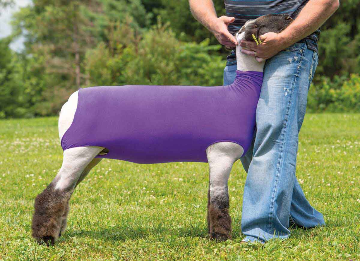 Cotton Lamb Tube Weaver Livestock Blankets Tubes Show Sheep Farm