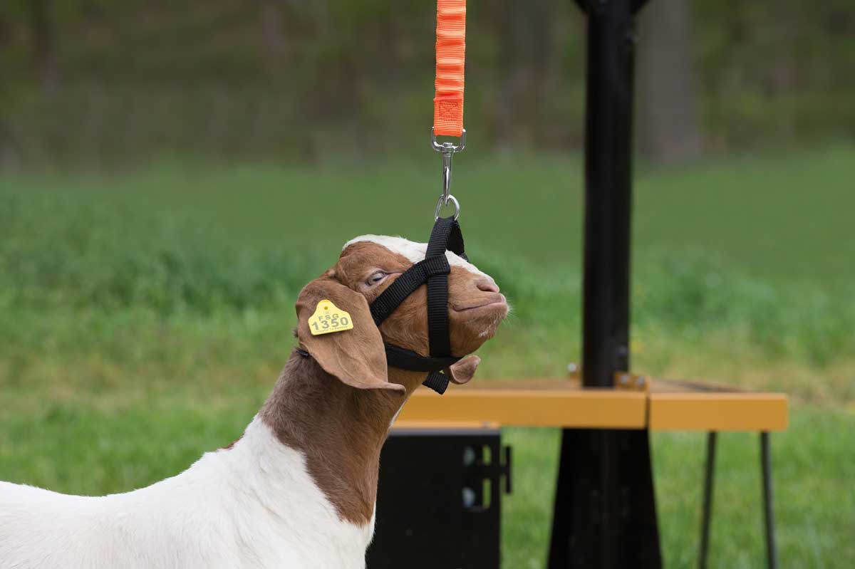 Lamb and Goat Bungee Walking Tie Weaver Livestock Halters, Collars