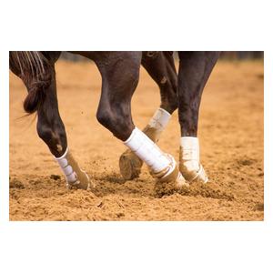 Iconoclast Tall Hind Ortho Horse Boots White - Item # 40832