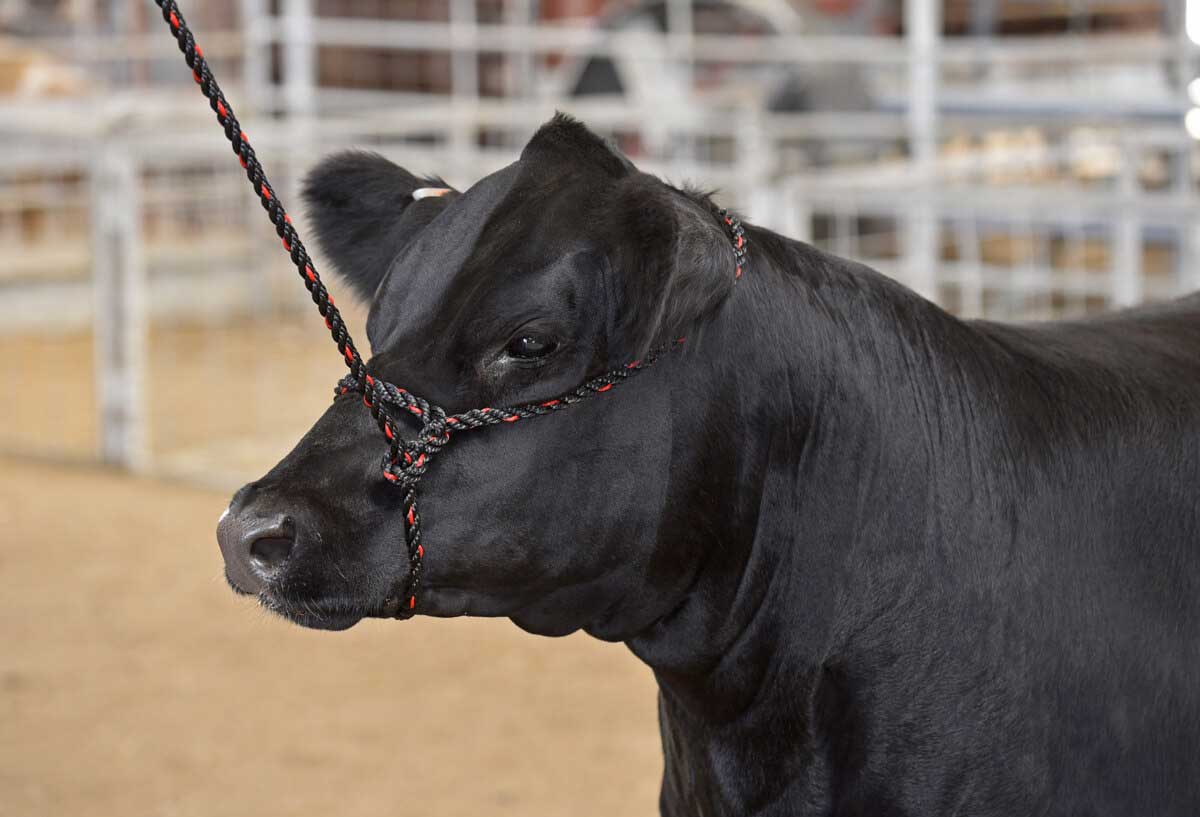 Valley Vet - Sullivan's Cattle Rope Halter Sullivan Supply - Halters ...