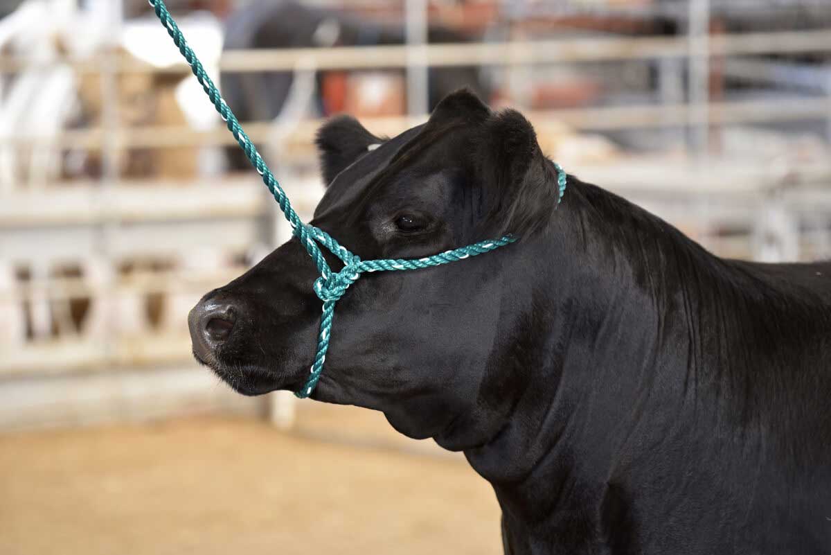 Valley Vet - Sullivan's Cattle Rope Halter Sullivan Supply - Halters ...