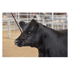 Sullivan's Cattle Rope Halter Black/Red - Item # 41255