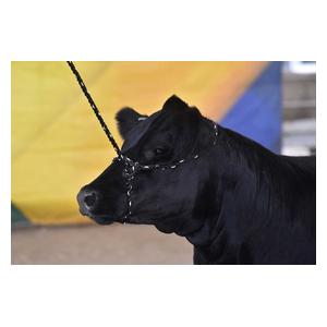 Sullivan's Cattle Rope Halter Black/White - Item # 41255