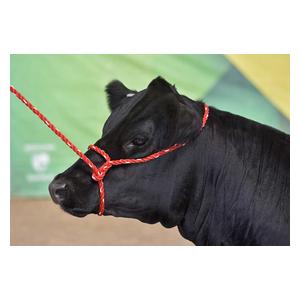 Sullivan's Cattle Rope Halter Red/White - Item # 41255