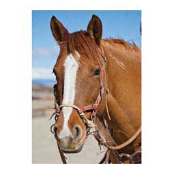 Justin Dunn Bitless Horse Bridle Hermann Oak Russet - Item # 41549