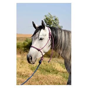Economy Rope Halter with Lead Red/Navy/Baby Blue - Item # 41974