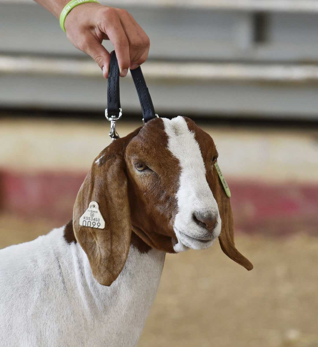 Brahma Webb Goat Collar Regular Chain Weaver Livestock Halters Leads Farm