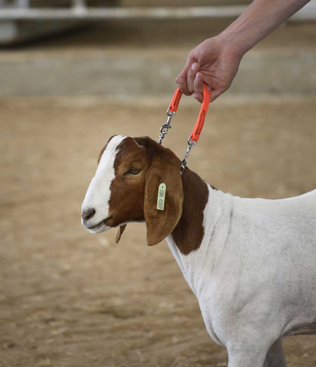 Brahma b Goat Collar Regular Chain Orange Item 42198