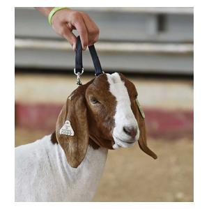 Brahma Webb Goat Collar - Regular Chain Black - Item # 42198