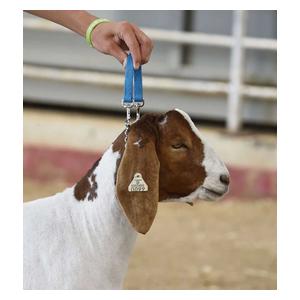 Brahma Webb Goat Collar - Regular Chain Hurricane Blue - Item # 42198