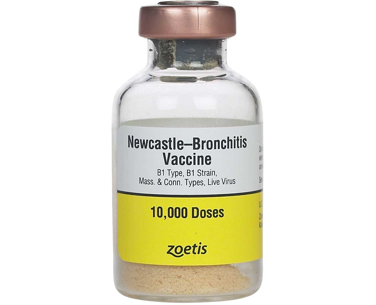 Newcastle Bronchitis Vaccine For Poultry Zoetis Animal Health newcastle-bronchitis-vaccine-for-poultry-zoetis-animal-health