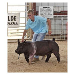 Sullivan's Head Trainer for Show Pigs Black - Item # 44041