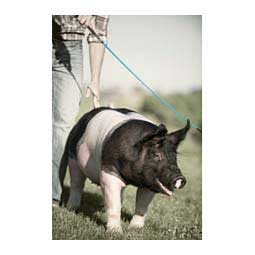 Pig Whip with Replaceable Popper Hurricane Blue - Item # 44976