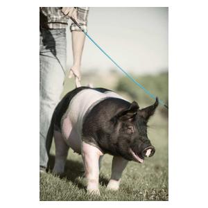 Pig Whip with Replaceable Popper Hurricane Blue - Item # 44976