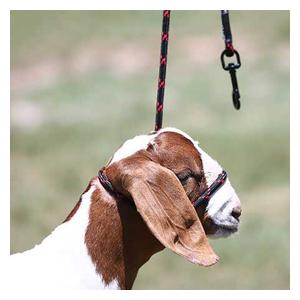 Snap Lead Halter for Goats and Sheep Advantage - Item # 45242